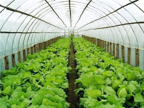 空氣能熱泵如何給植物養殖創造環境？